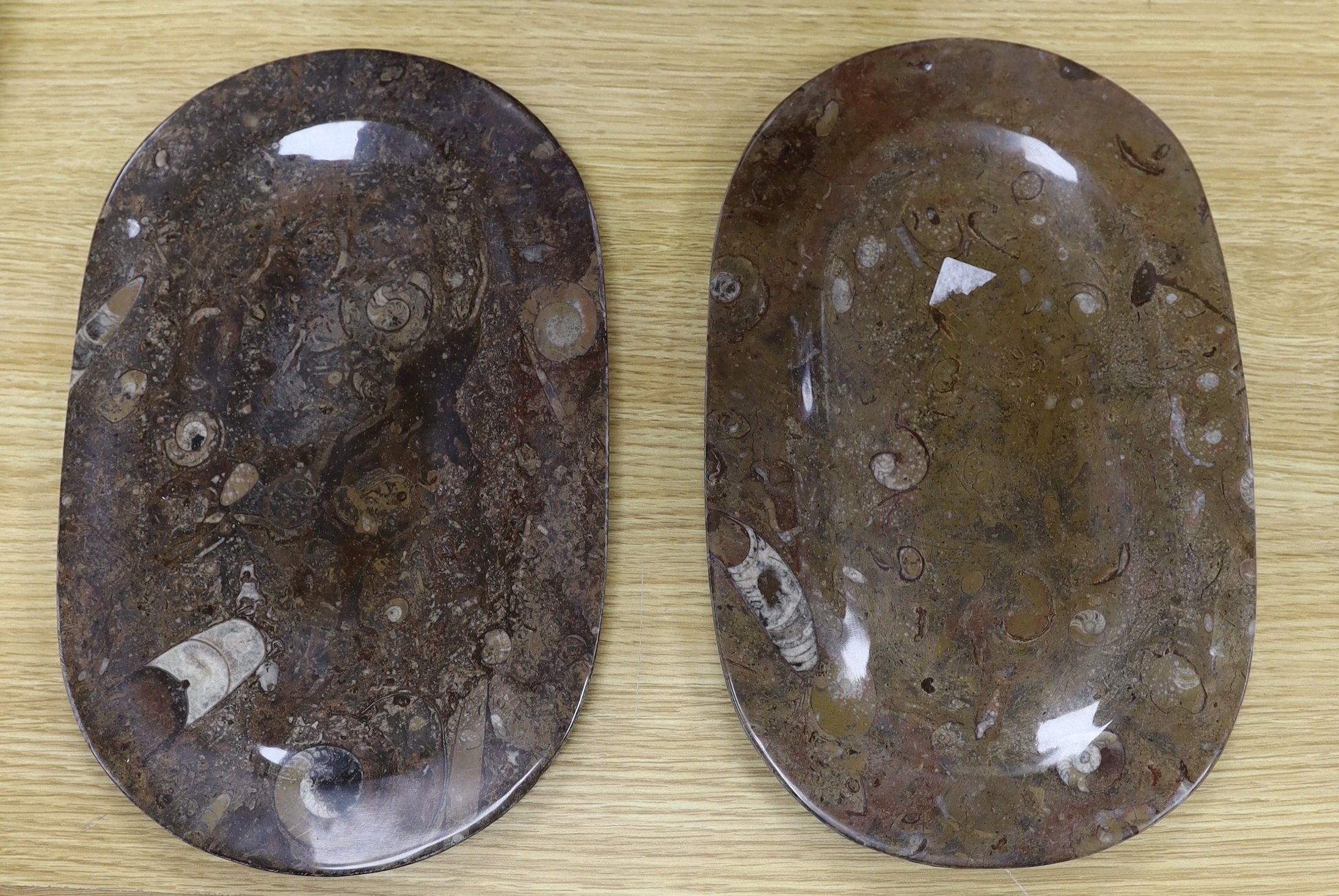 Six fossil specimen stone plates, including ammonites, belemnites, etc. largest 32cm